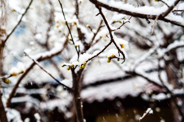 上海申花的